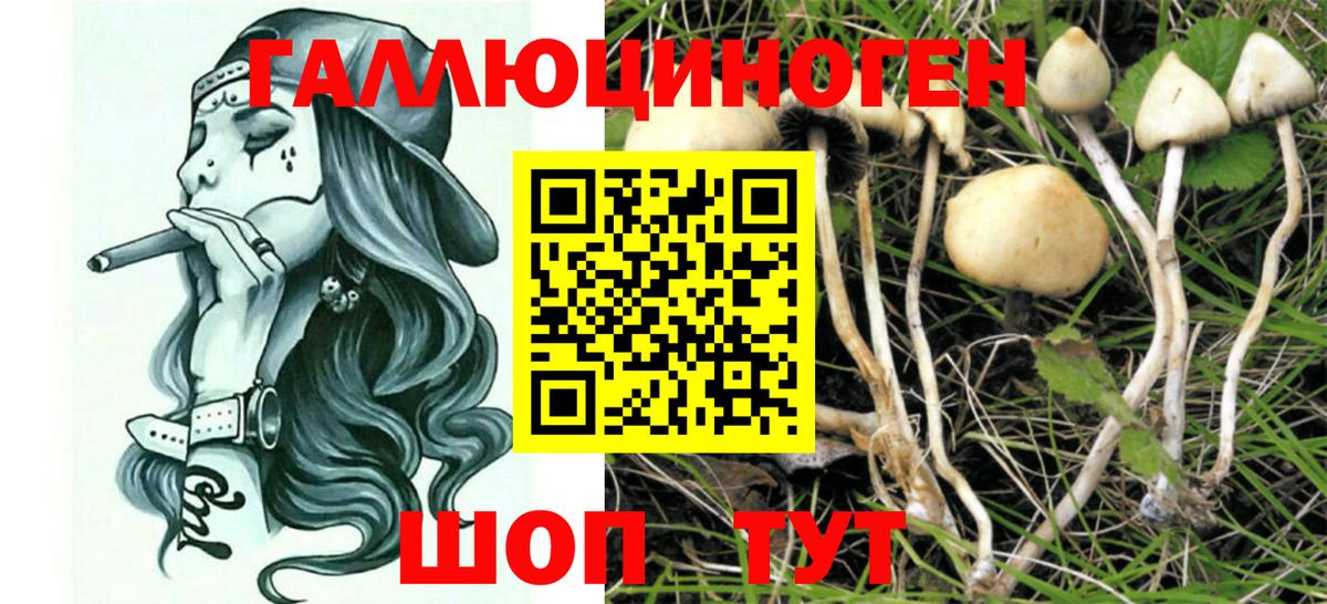 Галлюциногенные грибы Psilocybe Карасук